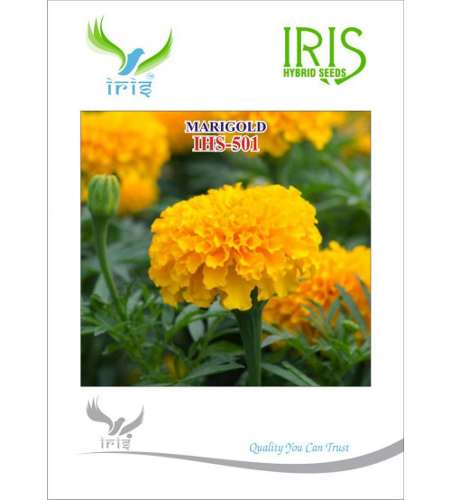 Marigold Orange Iris OP IHS-501 10 grams